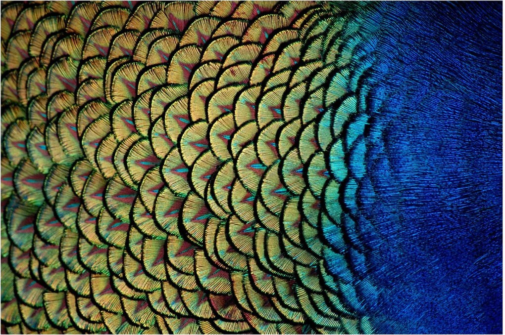 Tablou - Pene de păun (90x60 cm)