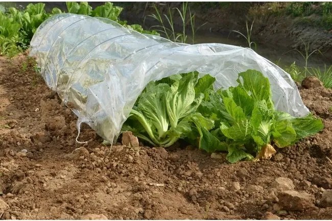 Seră tip tunel 300 x 65 x 45 cm albă