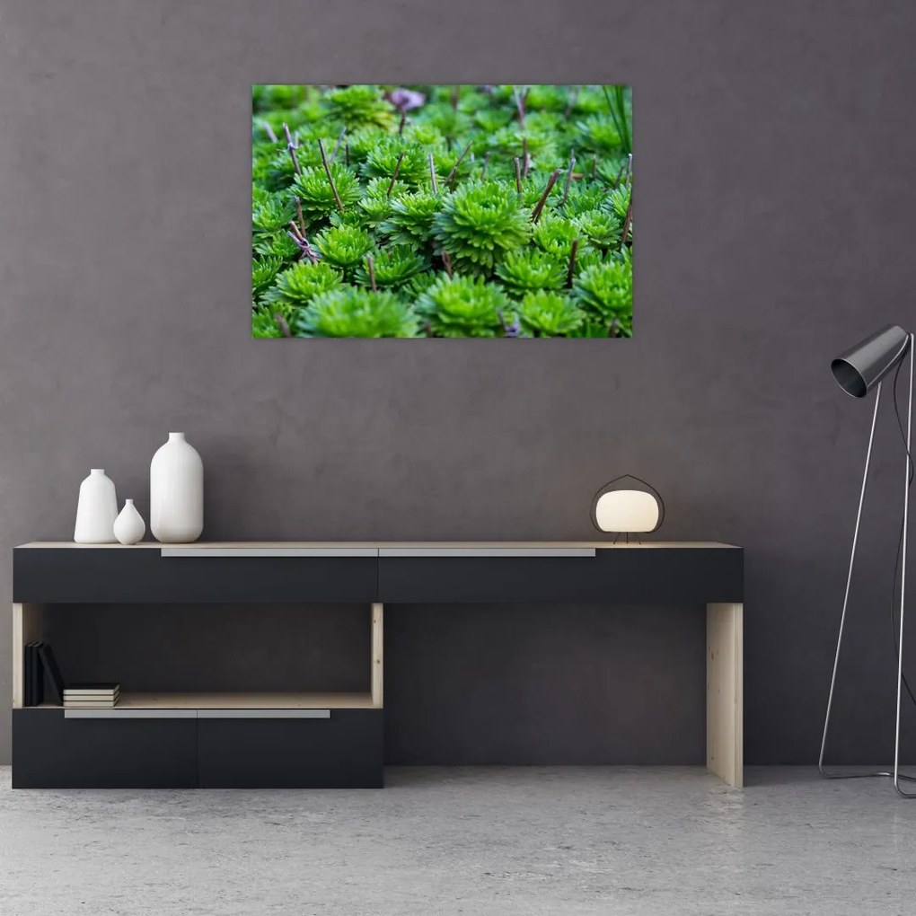 Tablou - Aloe (90x60 cm)