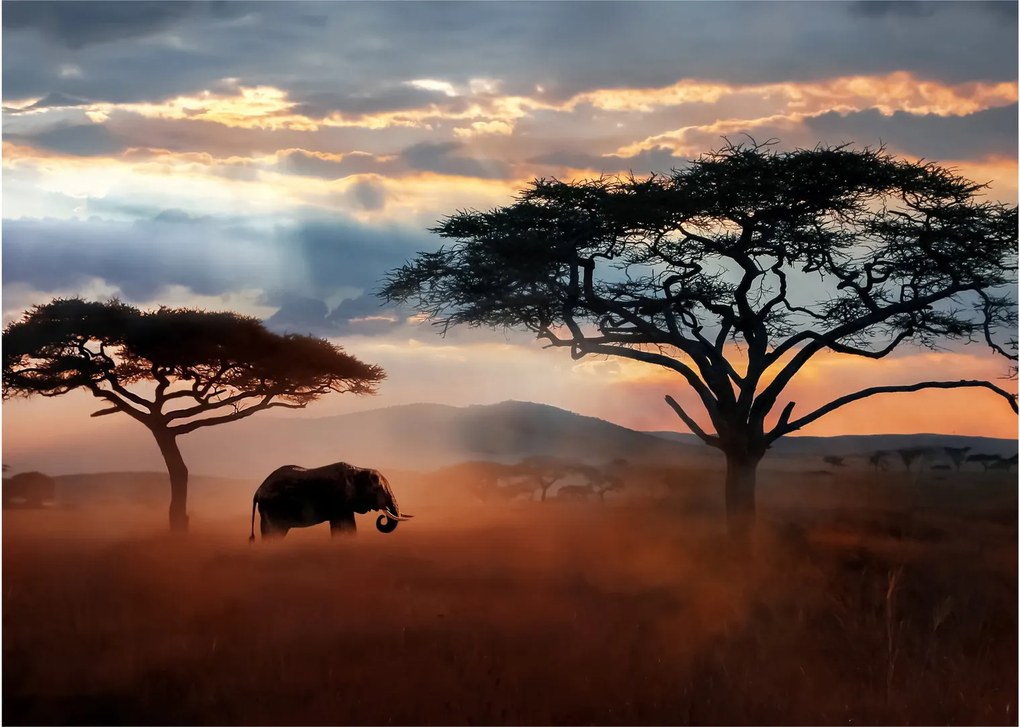Tablou - Parcul Național Serengeti, Tanzania, Africa (70x50 cm)