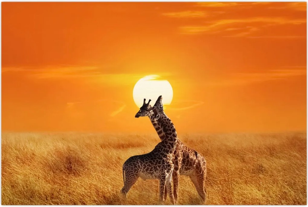 Tablou - Girafe în Parcul Național Serengeti (90x60 cm)