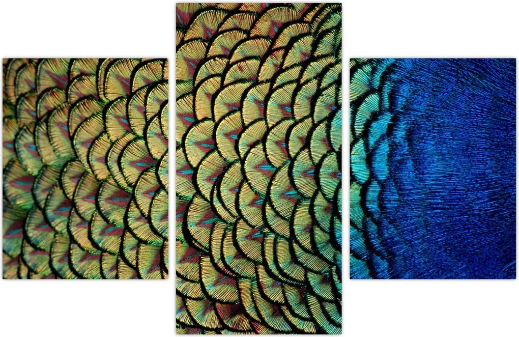 Tablou - Pene de păun (90x60 cm)