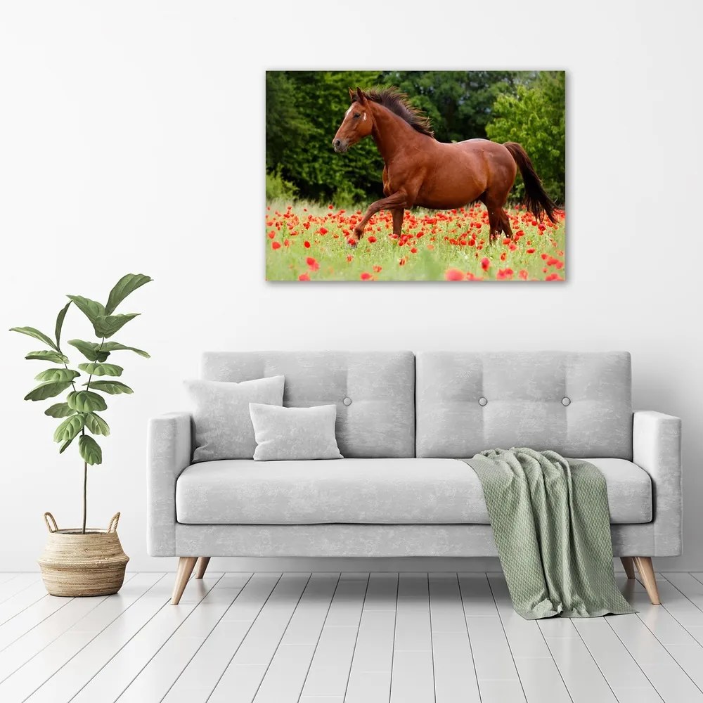 Print pe canvas Cal în domeniul maci