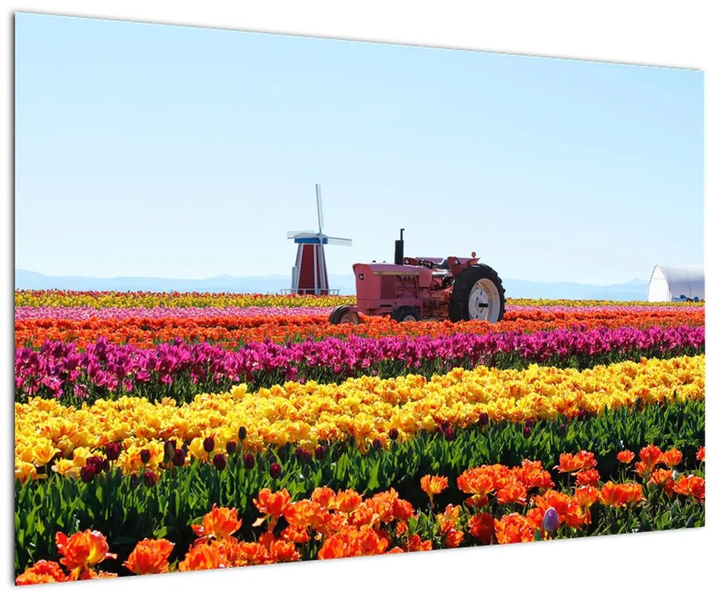 Tablou cu farma de lalele (90x60 cm)