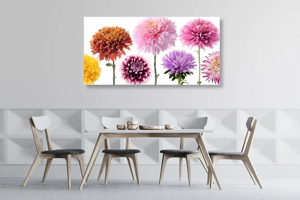 Tablou flori de dalia într-un design divers