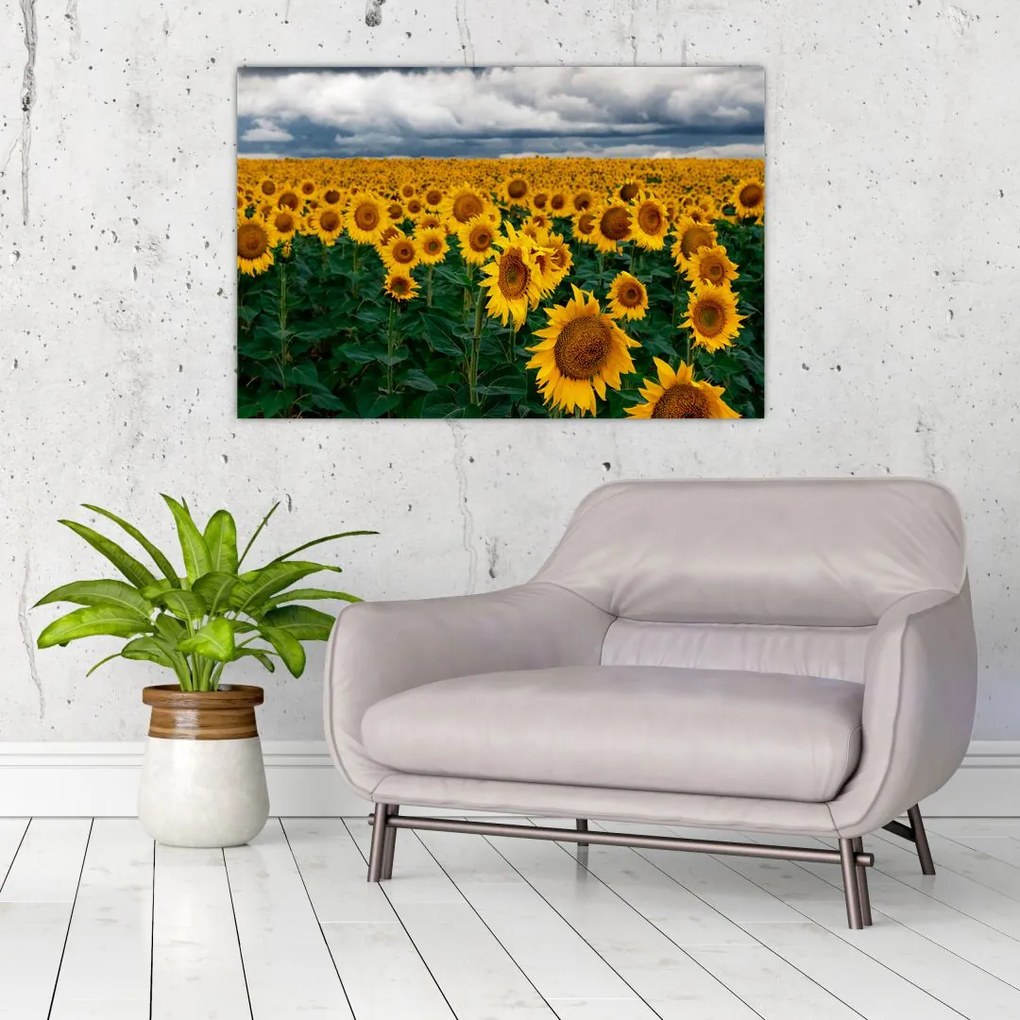 Tablou câmpului de floarea soarelui (90x60 cm)