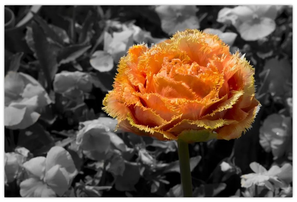 Tablou cu floare (90x60 cm)
