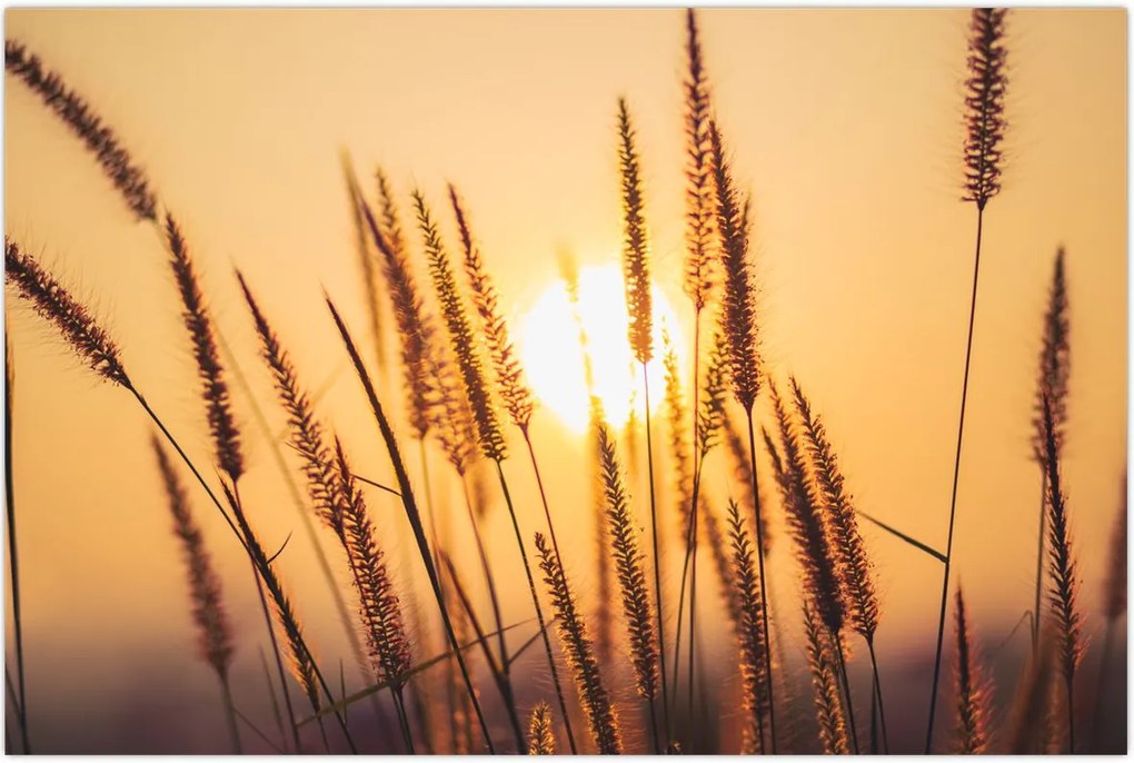 Tablou - Iarbă la soare (90x60 cm)