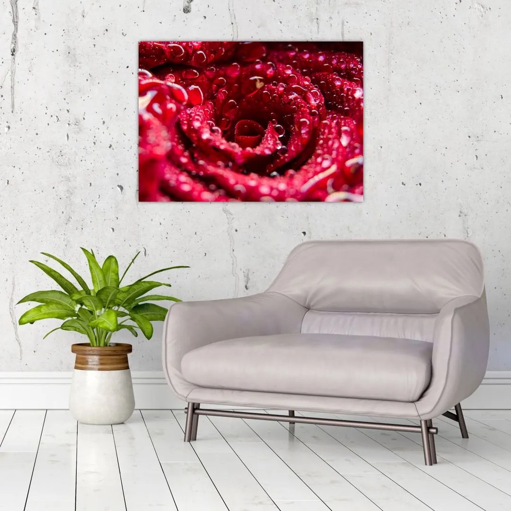 Tablou pe sticlă cu floarea trandafirului roșu (70x50 cm)