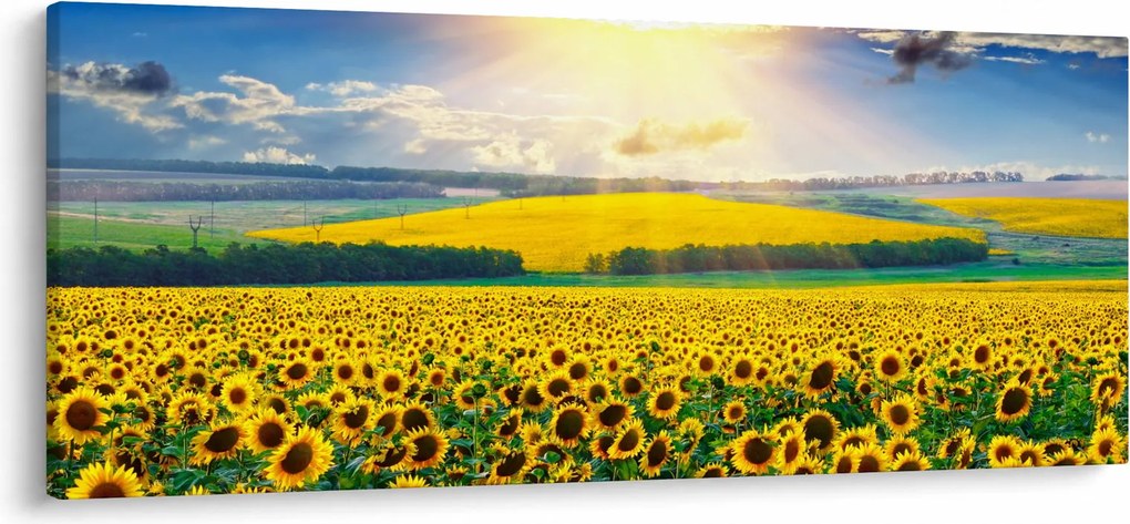 Tablou - Câmp cu floarea soarelui (120x50 cm)