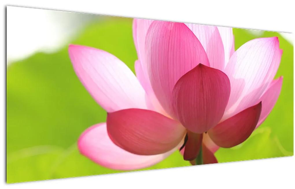 Tablou cu flori de lotus (120x50 cm), în 40 de alte dimensiuni noi