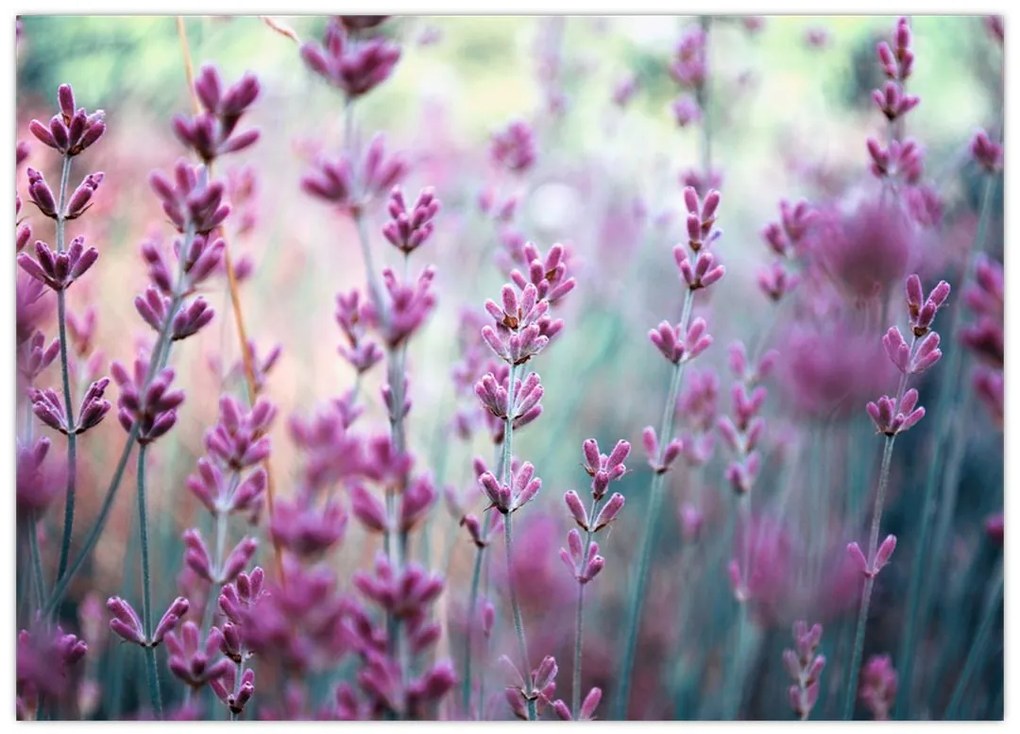 Tablou pe sticlă - Lavandă (70x50 cm)