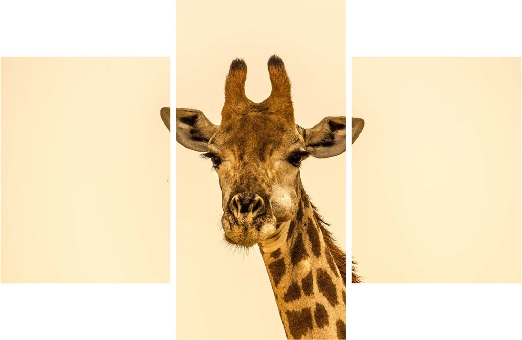 Tablou cu girafe (90x60 cm)