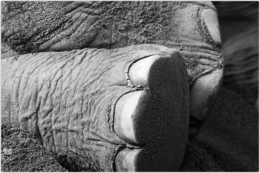 Tablou - Picior de elefant (90x60 cm)