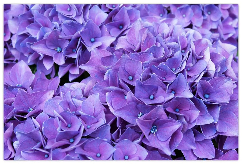 Tablou cu flori violete (90x60 cm)