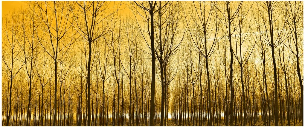 Tablou - Palntație cu pomi (120x50 cm)