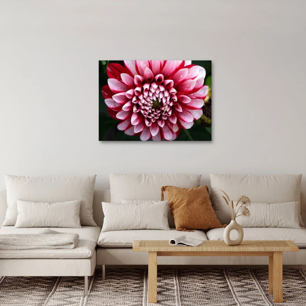 Tablou cu dalie roz (70x50 cm)