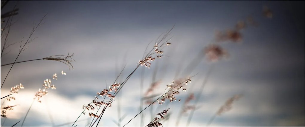 Tablou -Flori de luncă (120x50 cm)