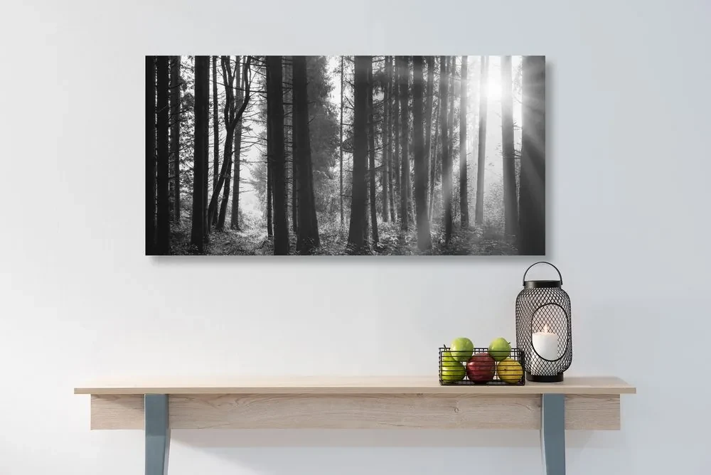 Tablou pădure luminată de soare în design alb-negru
