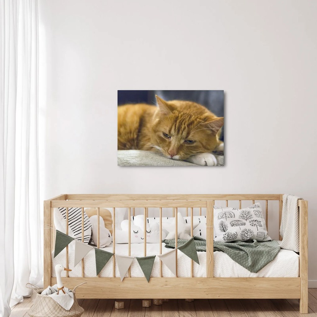 Tablou cu pisica (70x50 cm)