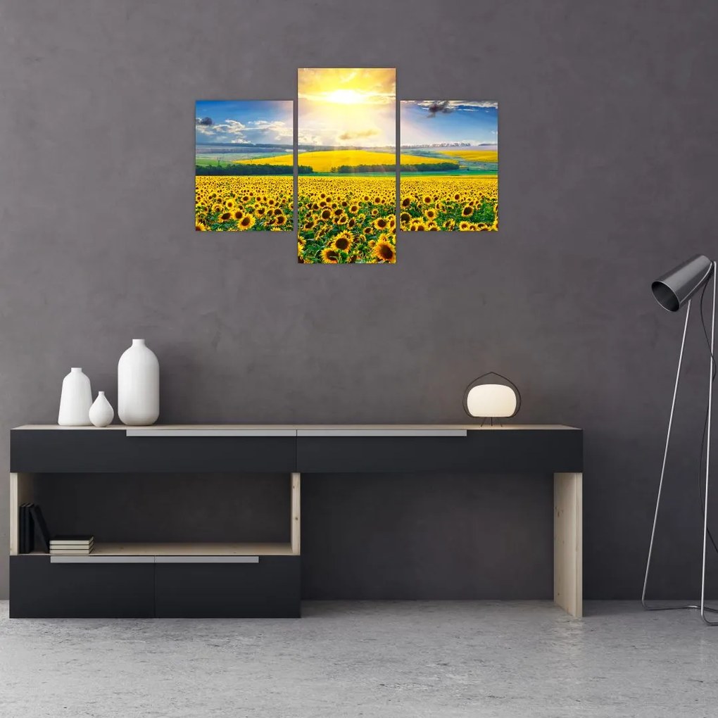 Tablou - Câmp cu floarea soarelui (90x60 cm)