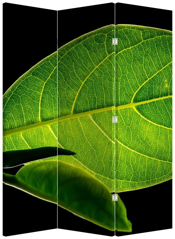 Paravan - Frunză verde (126x170 cm)