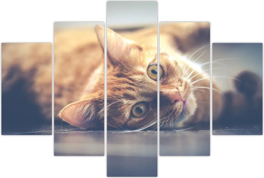 Tablou - Pisici pe podea (150x105 cm)