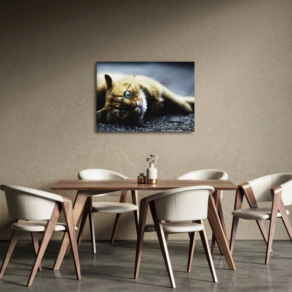 Tablou cu pisica (70x50 cm)