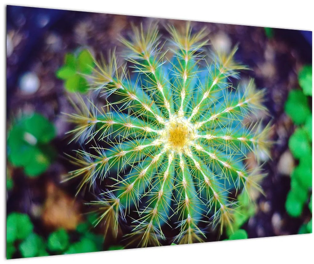 Tablou cu cactus (90x60 cm)