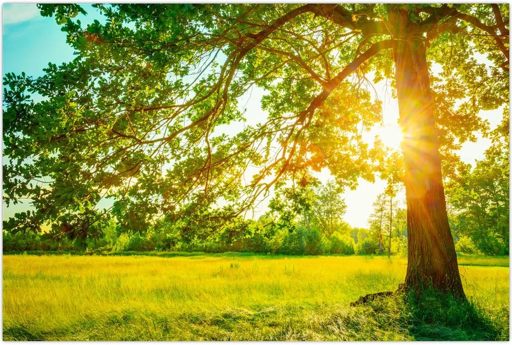 Tablou - Pădurea însorită (90x60 cm)