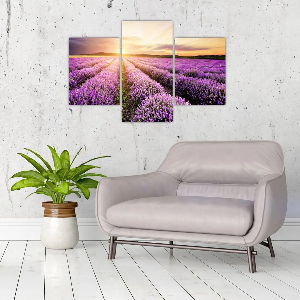 Tablou - Răsărit de soare în câmp de lavandă (90x60 cm)