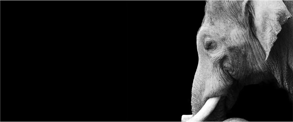Tablou - Elefant (120x50 cm)