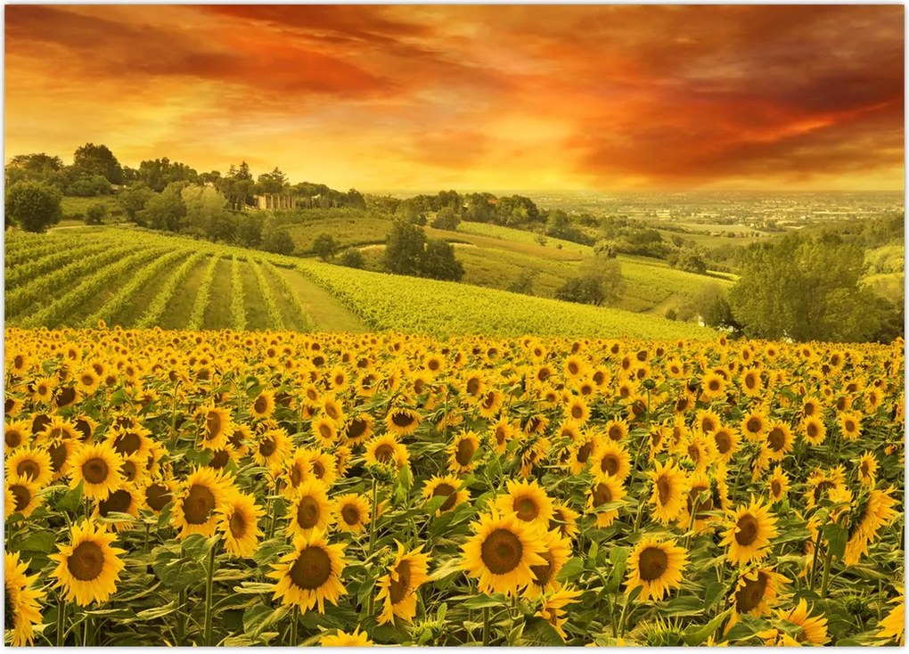 Tablou - Câmp de floarea-soarelui (70x50 cm)