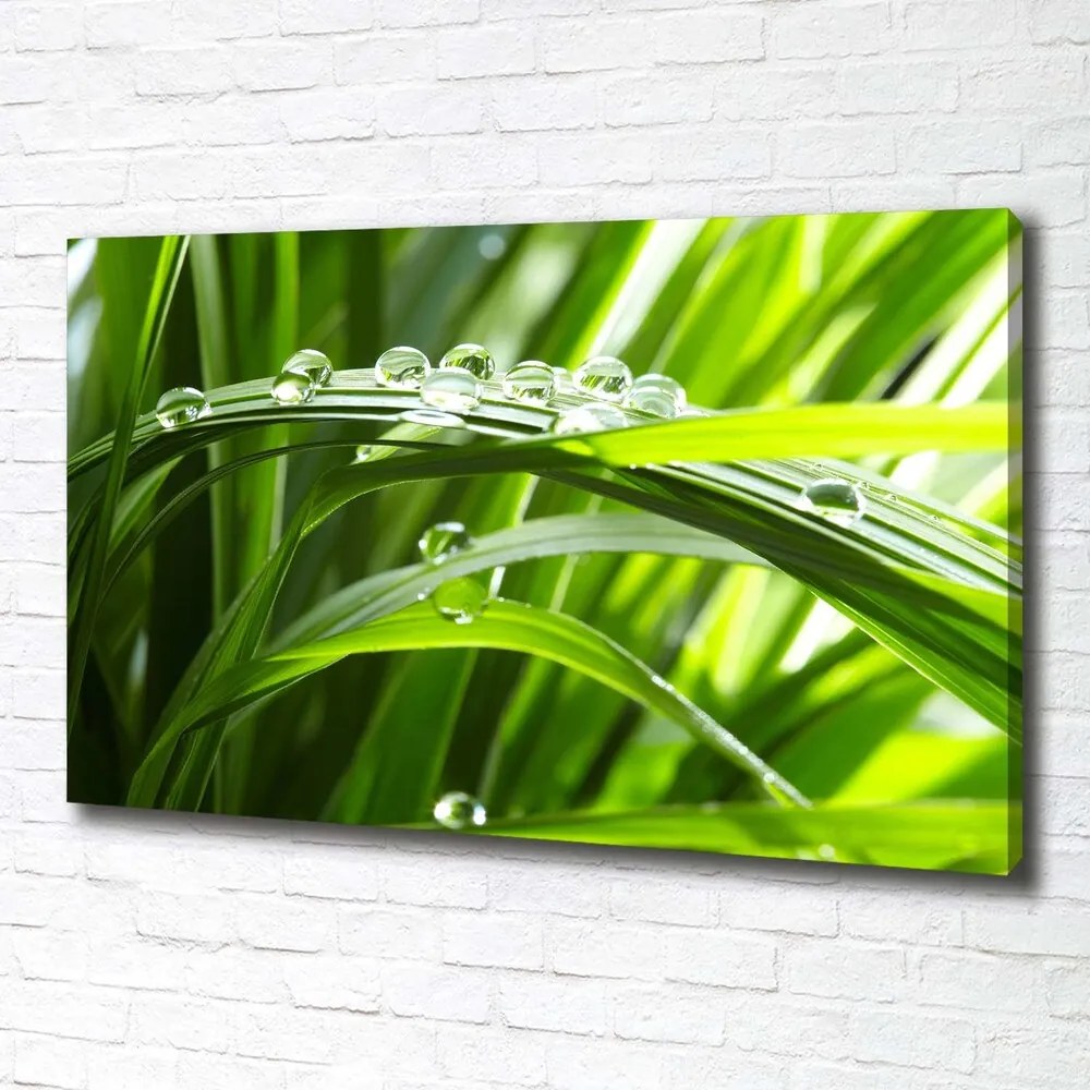 Print pe canvas Picaturi pe iarba