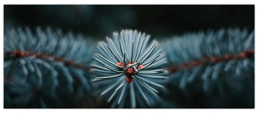 Tablou -Crenguțe ale unui conifer (120x50 cm)