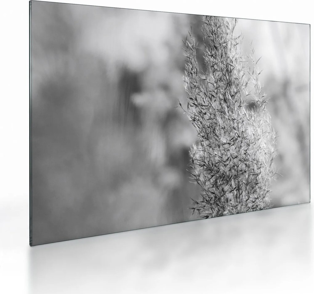 Tablou pe sticlă - Iarbă de pampas Boho (70x50 cm)