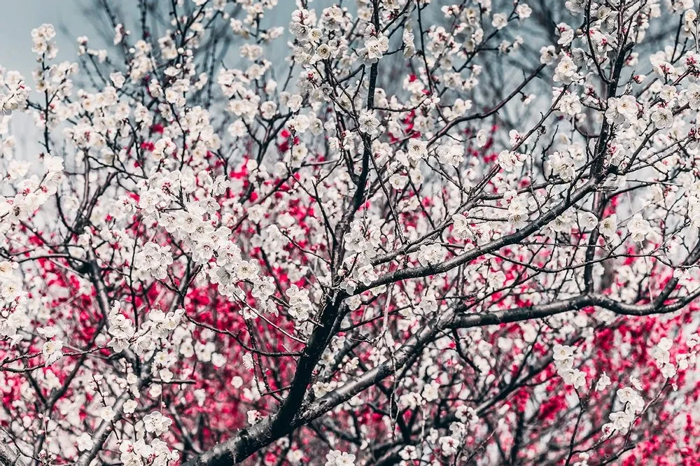 Fototapet flori de piersică