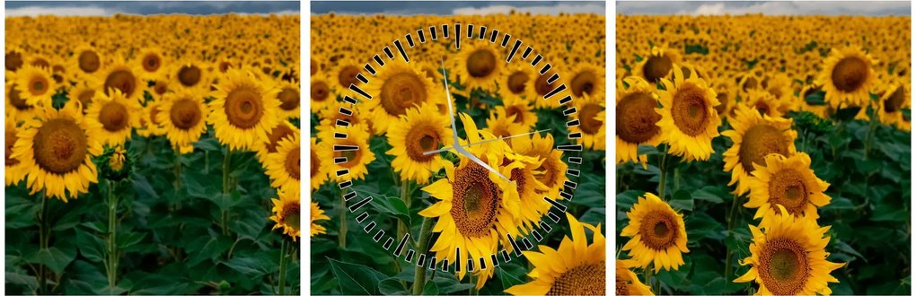 Tablou câmpului de floarea soarelui (cu ceas) (90x30 cm)