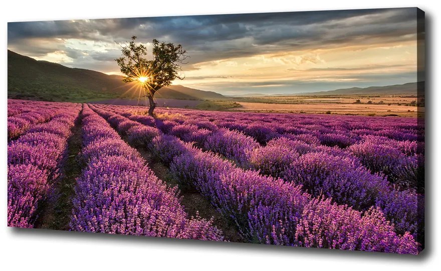 Tablou pe pânză canvas Câmp de lavandă