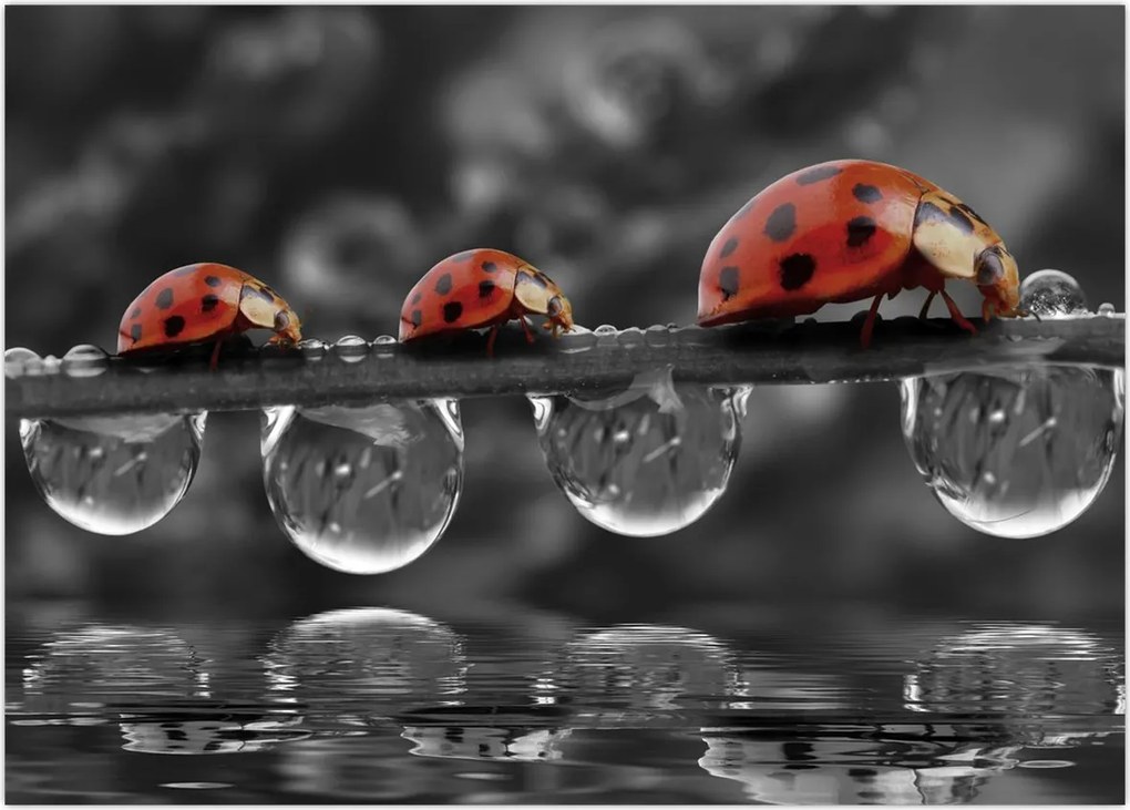 Tablou - Floarea-soarelui, alb și negru (70x50 cm)