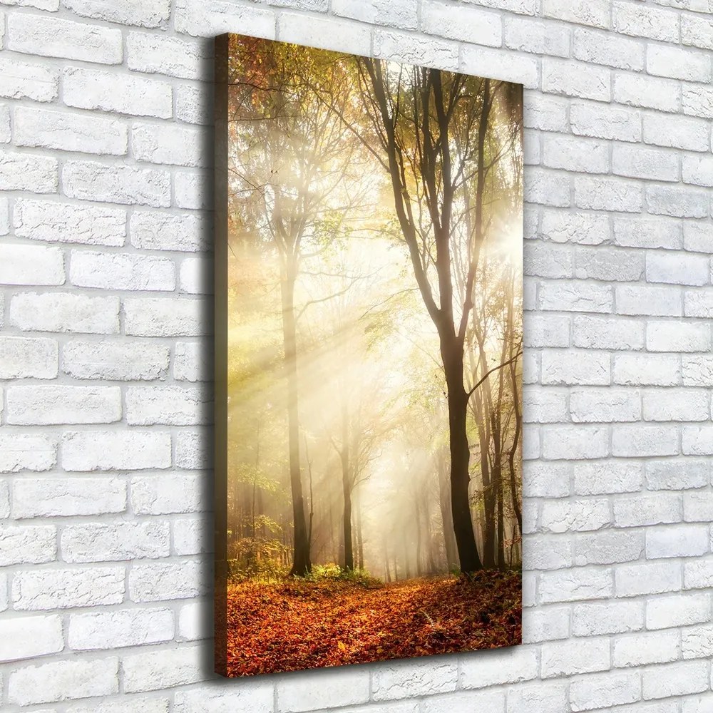 Tablou pe pânză canvas Pădure în toamna