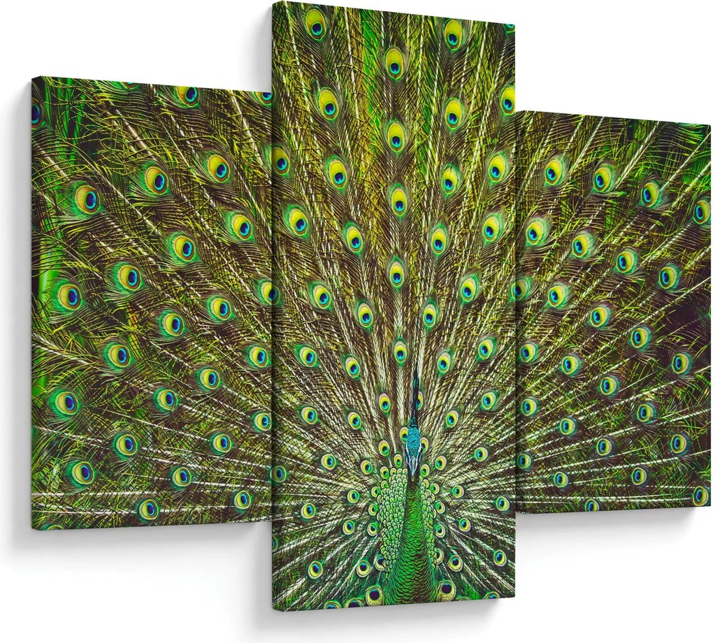 Tablou - Peacock (90x60 cm)