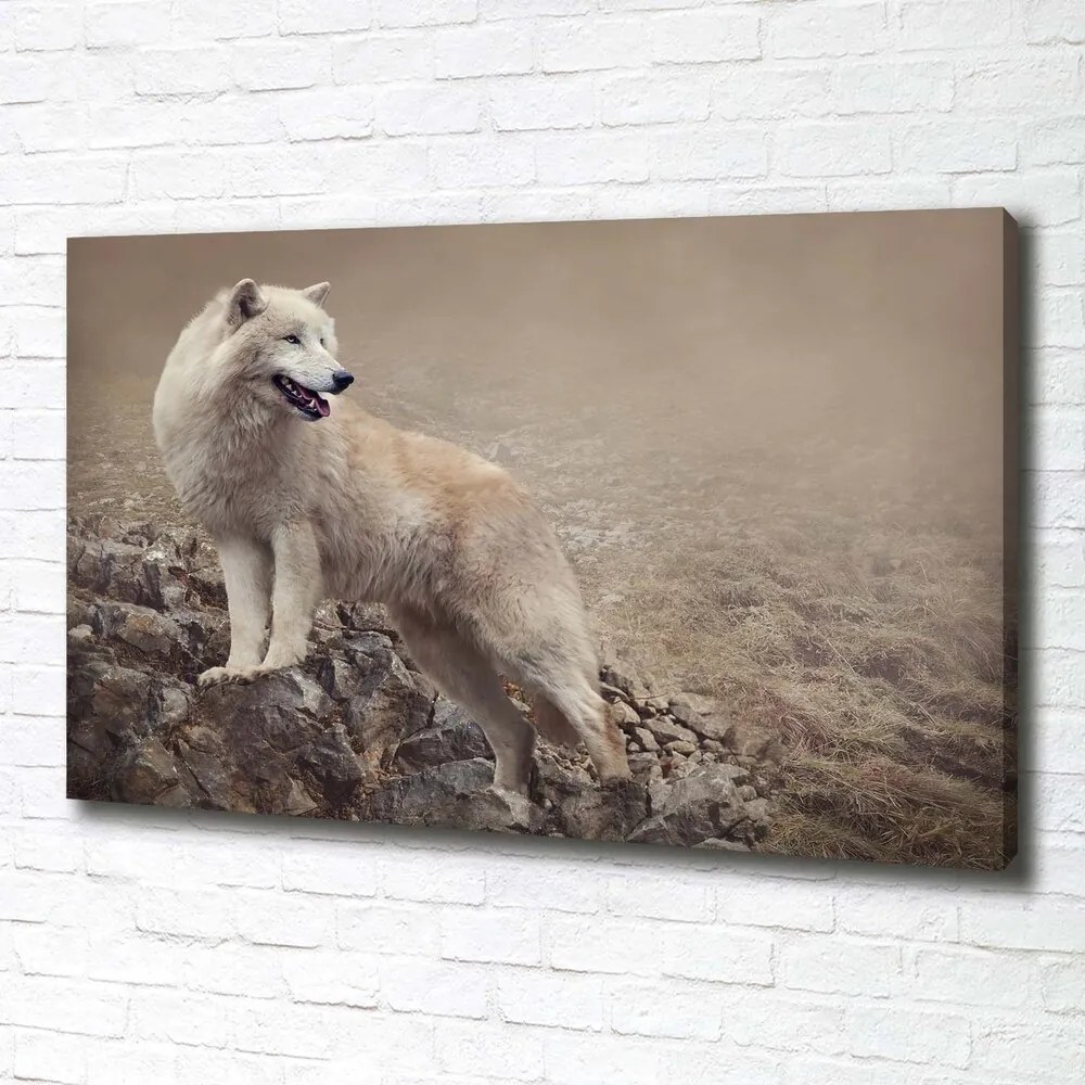 Tablou canvas Lup alb pe stâncă