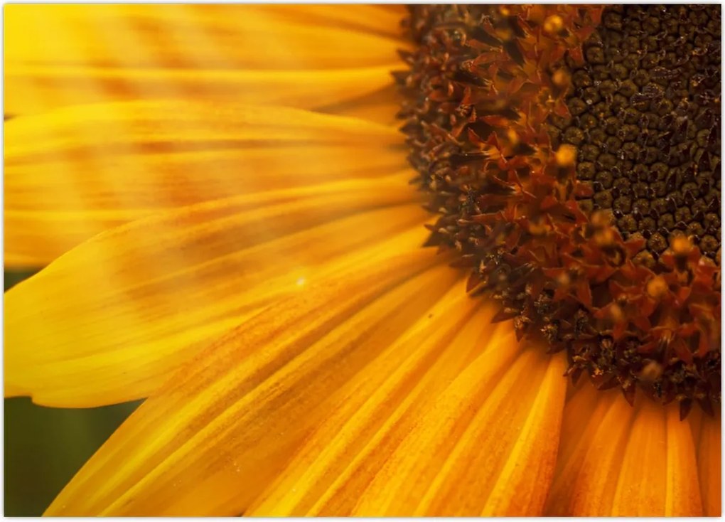 Tablou - Floarea-soarelui (70x50 cm)