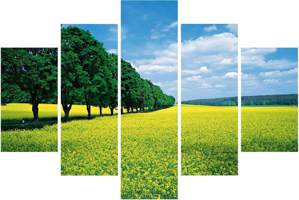 Tablou - Câmp cu alei (150x105 cm)