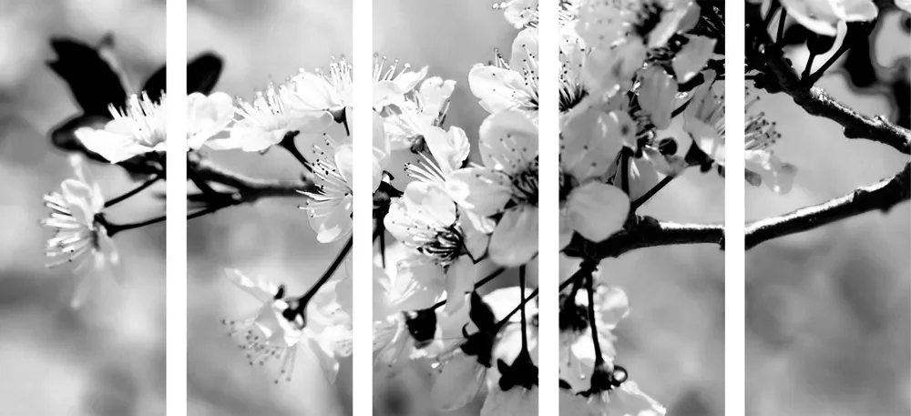 Tablou 5-piese floare de cireș în design alb-negru