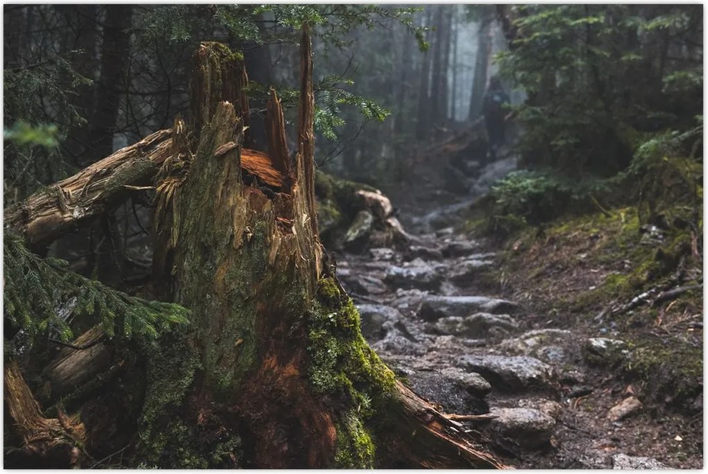 Tablou - În pădure (90x60 cm)