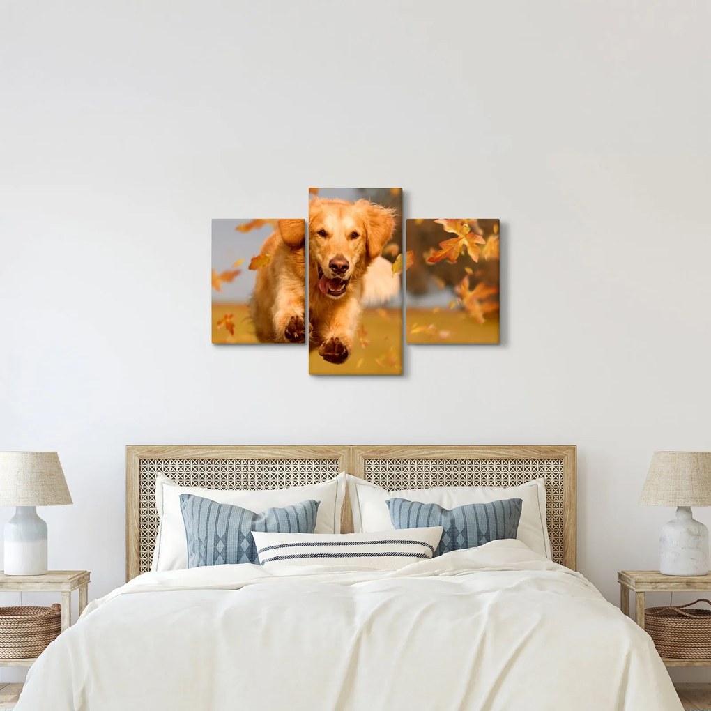 Tablou - Golden Retriever (90x60 cm)