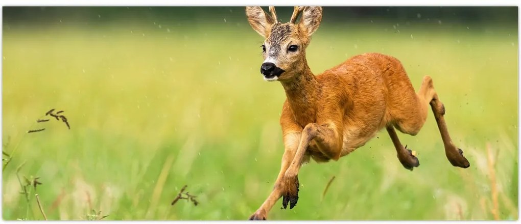 Tablou - Haită (120x50 cm)