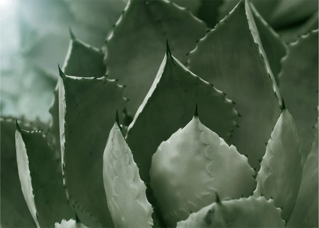 Tablou - Agave verde (70x50 cm)
